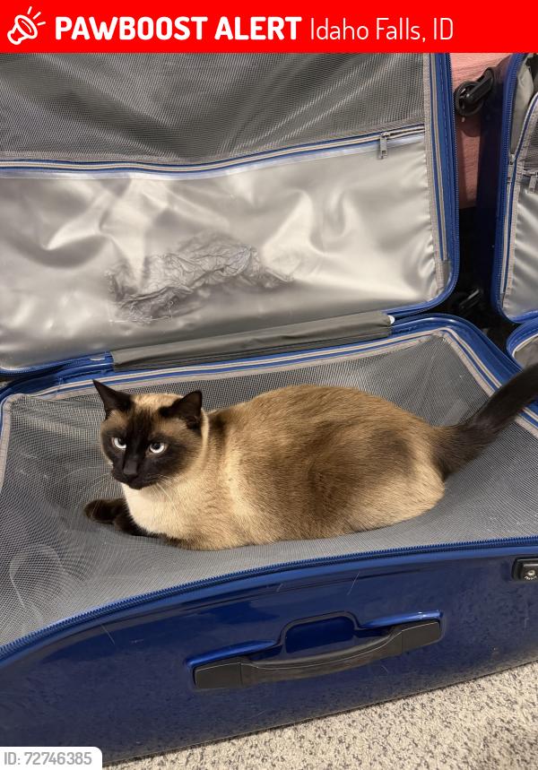 Lost Male Cat last seen South Holmes Ave, Belmont ests development , Idaho Falls, ID 83404