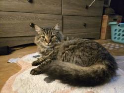 Lost Male Cat last seen Sara Martin Dr, Brandon, MS 39042