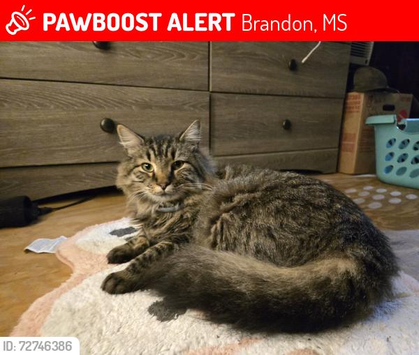 Lost Male Cat last seen Sara Martin Dr, Brandon, MS 39042