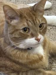 Reunited Male Cat last seen Cb2 9jl, Trumpington, England CB2 9JL