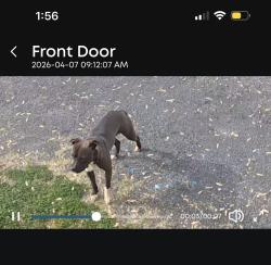 Found/Stray Unknown Dog last seen Near the McLeansville rd and Huffine mill rd cross roads. , Guilford County, NC 27301