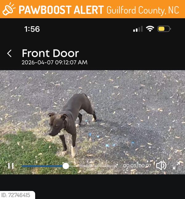 Found/Stray Unknown Dog last seen Near the McLeansville rd and Huffine mill rd cross roads. , Guilford County, NC 27301