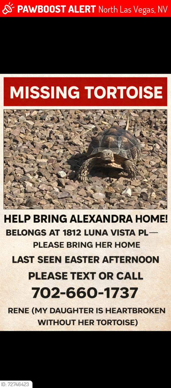 Lost Male Other last seen Deer spring n clayton, North Las Vegas, NV 89084