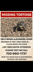 Lost Male Other last seen Deer spring n clayton, North Las Vegas, NV 89084