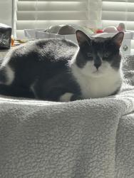 Lost Male Cat last seen Cutten Green, Houston, TX 77066