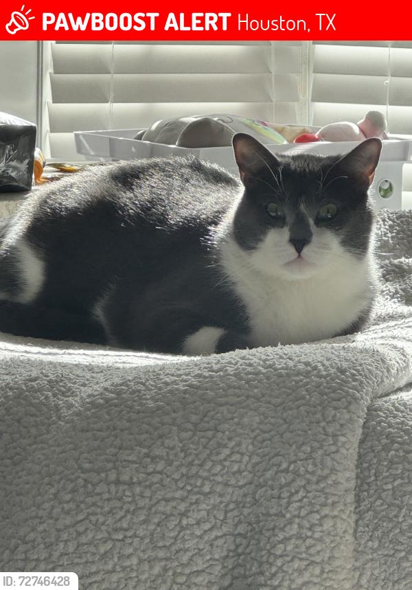 Lost Male Cat last seen Cutten Green, Houston, TX 77066