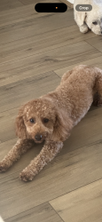 Lost Female Dog last seen Riverstone Ranch , Houston, TX 77089