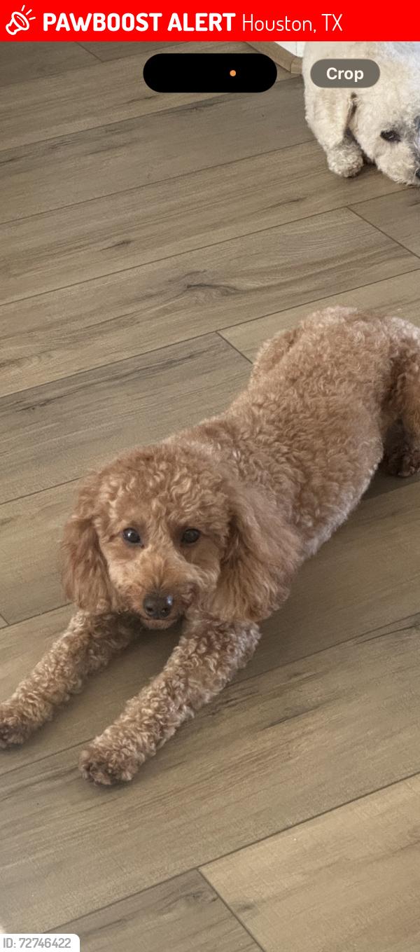 Lost Female Dog last seen Riverstone Ranch , Houston, TX 77089