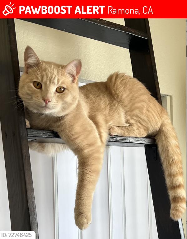 Lost Male Cat last seen Watt Rd & Swartz Canyon - San Diego Country ests, Ramona, CA 92065