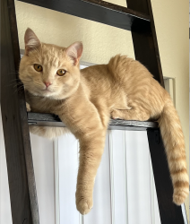 Lost Male Cat last seen Watt Rd & Swartz Canyon - San Diego Country ests, Ramona, CA 92065