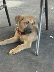 Lost Male Dog last seen N perris st and w base line st , San Bernardino, CA 92411