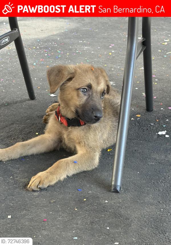 Lost Male Dog last seen N perris st and w base line st , San Bernardino, CA 92411