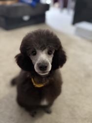 Lost Male Dog last seen Glen erin, Mississauga, ON 