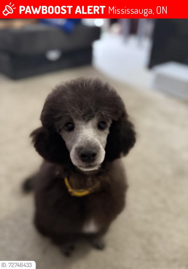 Lost Male Dog last seen Glen erin, Mississauga, ON 