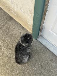 Found/Stray Male Dog last seen Near Silva st, Antioch, CA 94509