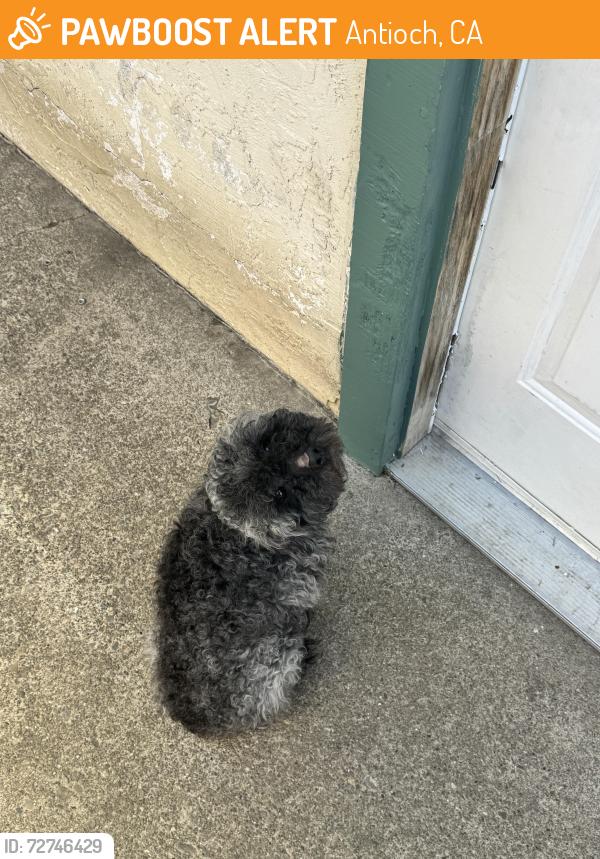 Found/Stray Male Dog last seen Near Silva st, Antioch, CA 94509