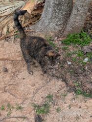 Lost Female Cat last seen Robinson St, Pearland, TX 77581