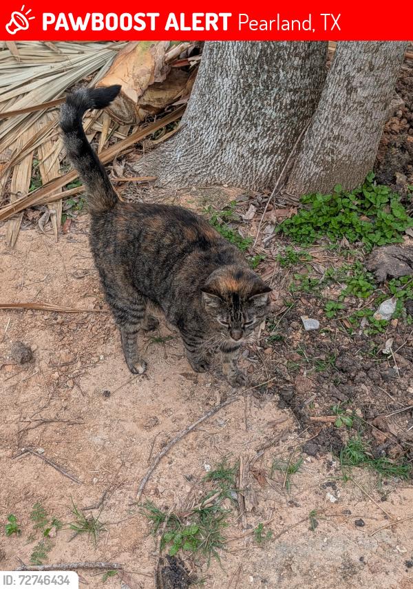 Lost Female Cat last seen Robinson St, Pearland, TX 77581