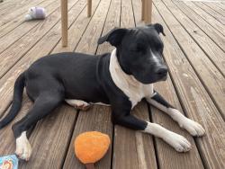 Found/Stray Female Dog last seen Arlington street, Forest City, NC 28043