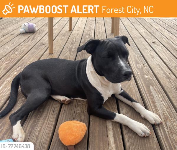 Found/Stray Female Dog last seen Arlington street, Forest City, NC 28043