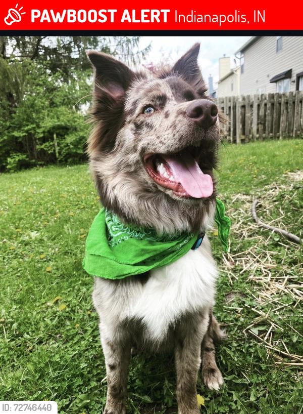 Lost Male Dog last seen Pennycroft 79th , Indianapolis, IN 46236