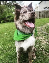 Lost Male Dog last seen Pennycroft 79th , Indianapolis, IN 46236