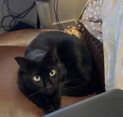 Lost Female Cat last seen West Roberts, Cantonment 32533, Gonzalez, FL 32533