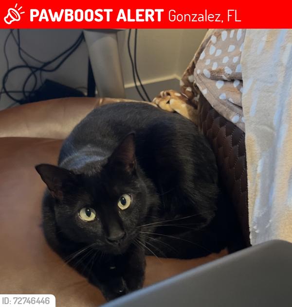 Lost Female Cat last seen West Roberts, Cantonment 32533, Gonzalez, FL 32533