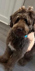Lost Male Dog last seen Near pine valley in country club , Jacksonville, NC 28546