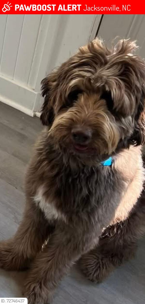 Lost Male Dog last seen Near pine valley in country club , Jacksonville, NC 28546