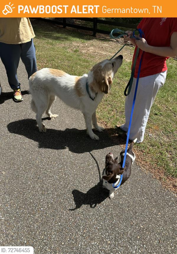 Found/Stray Unknown Dog last seen Neshoba/Riverdale Rd, Germantown, TN 38138