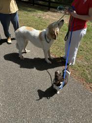 Found/Stray Unknown Dog last seen Neshoba/Riverdale Rd, Germantown, TN 38138