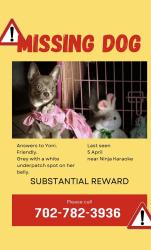 Lost Female Dog last seen 9th and Ogden, Las Vegas, NV 89101