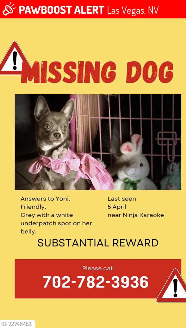 Lost Female Dog last seen 9th and Ogden, Las Vegas, NV 89101