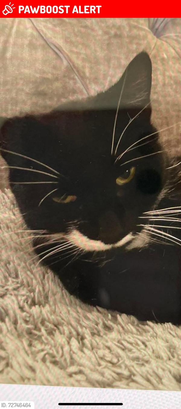 Lost Female Cat last seen Henry’s terrace , Stondon Massey, England CM15 0ED