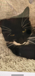 Lost Female Cat last seen Henry’s terrace , Stondon Massey, England CM15 0ED