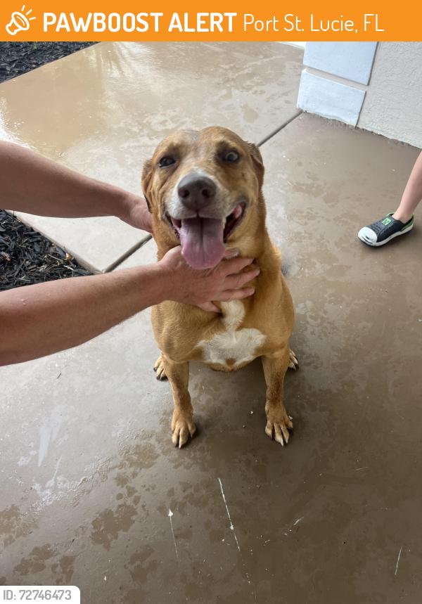 Found/Stray Male Dog last seen Cameo blvd, monterrey LN, Port St. Lucie, FL 34953