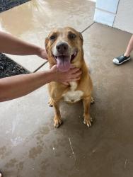 Found/Stray Male Dog last seen Cameo blvd, monterrey LN, Port St. Lucie, FL 34953
