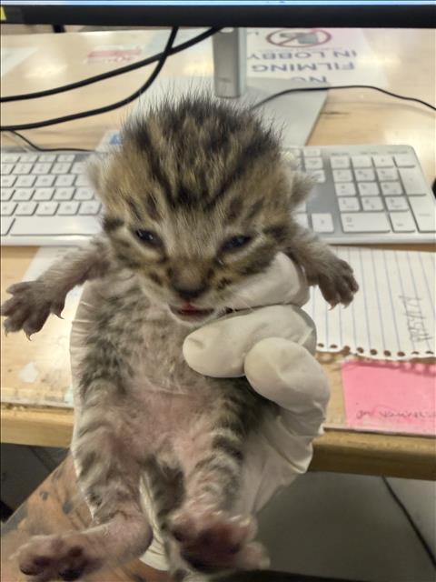 Shelter Stray Male Cat last seen , Los Angeles, CA 91405