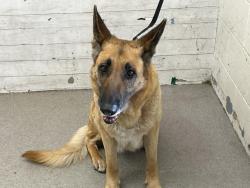 Shelter Stray Female Dog last seen G X 33RD STREET, San Bernardino, CA 92401