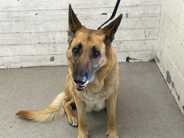 Shelter Stray Female Dog last seen G X 33RD STREET, San Bernardino, CA 92401