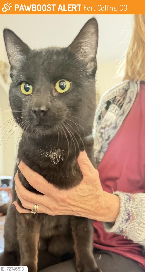 Found/Stray Male Cat last seen County Road 80, Fort Collins, CO 80524
