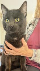 Found/Stray Male Cat last seen County Road 80, Fort Collins, CO 80524
