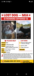 Lost Female Dog last seen Weigh station off i20 , Bremen, GA 30110