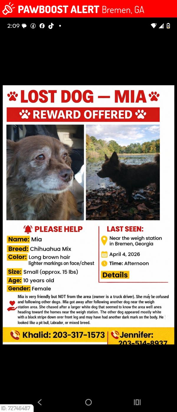Lost Female Dog last seen Weigh station off i20 , Bremen, GA 30110