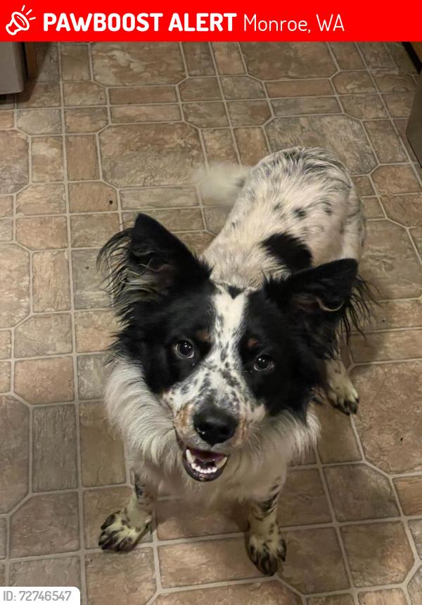 Lost Male Dog last seen 160th, Monroe, WA 98272