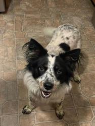 Lost Male Dog last seen 160th, Monroe, WA 98272