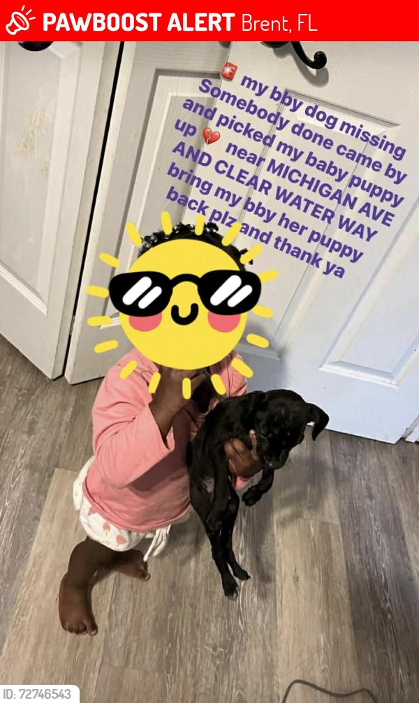 Lost Female Dog last seen Lake terrace ave , Brent, FL 32505