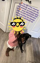 Lost Female Dog last seen Lake terrace ave , Brent, FL 32505