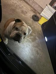Lost Male Dog last seen Hampton , DeSoto, TX 75115
